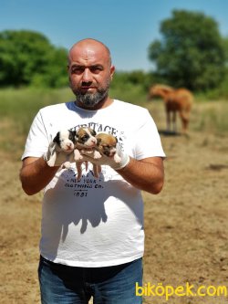 KORSAN MASKELİ JACK RUSSELL TERRİER YAVRU 5