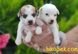 JACK RUSSELL TERRİER YAVRU 2