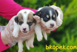 JACK RUSSELL TERRİER YAVRU 4