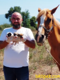 KISA BACAK JACK RUSSELL TERRİER YAVRU 4