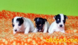 JACK RUSSELL TERRİER YAVRU 3