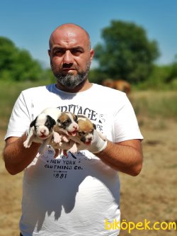JACK RUSSELL TERRİER YAVRU 1
