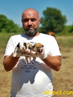 JACK RUSSELL TERRİER YAVRU 3