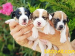 KISA BACAK JACK RUSSELL TERRİER YAVRU 1