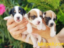 KISA BACAK JACK RUSSELL TERRİER YAVRU 2