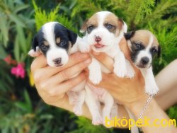 KISA BACAK JACK RUSSELL TERRİER YAVRU 4