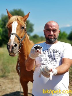 JACK RUSSELL TERRİER YAVRU 3
