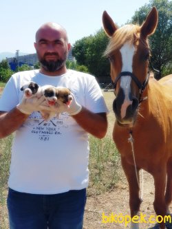 JACK RUSSELL TERRİER YAVRU 5