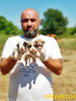 JACK RUSSELL TERRİER YAVRU 2