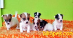 JACK RUSSELL TERRİER YAVRU 2