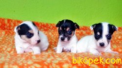 JACK RUSSELL TERRİER YAVRU 4