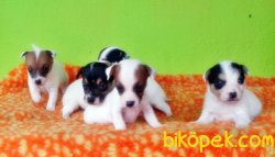 JACK RUSSELL TERRİER YAVRU 3