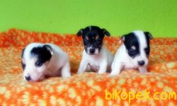 JACK RUSSELL TERRİER YAVRU 5