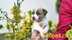 JACK RUSSELL TERRİER YAVRU 2