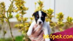 JACK RUSSELL TERRİER YAVRU 3