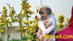 JACK RUSSELL TERRİER YAVRU 4