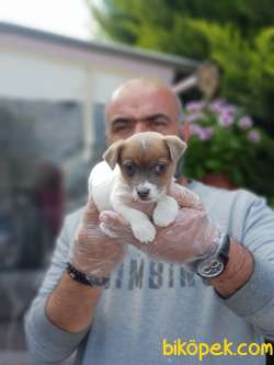 JACK RUSSELL TERRİER YAVRU