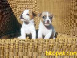 JACK RUSSELL TERRİER YAVRU RESMİ ÜRETİCİDEN 2