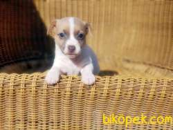 JACK RUSSELL TERRİER YAVRU RESMİ ÜRETİCİDEN 5