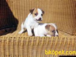 JACK RUSSELL TERRİER YAVRU RESMİ ÜRETİCİDEN 4