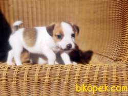 JACK RUSSELL TERRİER YAVRU RESMİ ÜRETİCİDEN 3