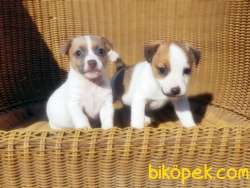 JACK RUSSELL TERRİER YAVRU RESMİ ÜRETİCİDEN 1