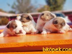 JACK RUSSELL TERRİER YAVRULAR 1