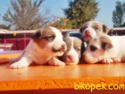 JACK RUSSELL TERRİER YAVRULAR 5
