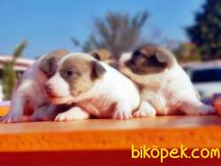 JACK RUSSELL TERRİER YAVRULAR 2