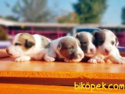 JACK RUSSELL TERRİER YAVRULAR 4