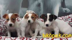 Jack Russell Terrıer Yavruları 1