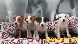 Jack Russell Terrıer Yavruları 4