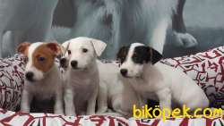 Jack Russell Terrıer Yavruları 3
