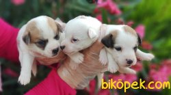 JACK RUSSELL TERRİER YAVRULARIMIZ 4