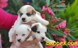 JACK RUSSELL TERRİER YAVRULARIMIZ 2