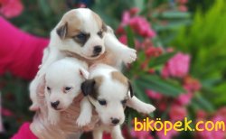 JACK RUSSELL TERRİER YAVRULARIMIZ 1