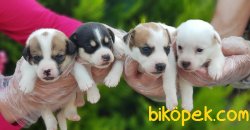 JACK RUSSELL TERRİER YAVRULARIMIZ 3