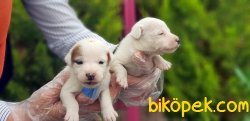 JACK RUSSELL TERRİER YAVRULARIMIZ 5