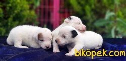 JACK RUSSELL TERRİER YAVRULARIMIZ 3
