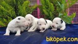 JACK RUSSELL TERRİER YAVRULARIMIZ 2