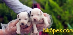 JACK RUSSELL TERRİER YAVRULARIMIZ 1