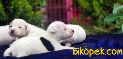 JACK RUSSELL TERRİER YAVRULARIMIZ 4