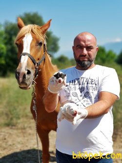 JACK RUSSELL TERRİER YAVRULARIMIZ TESLİME HAZIR 4