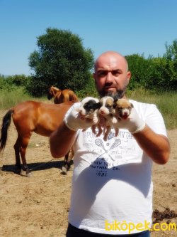 JACK RUSSELL TERRİER YAVRULARIMIZ TESLİME HAZIR 5