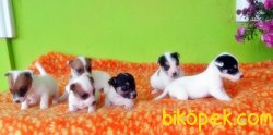 KISA BACAL JACK RUSSELL YAVRUSU 2