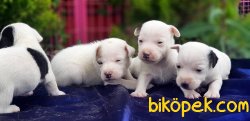 MASKELİ JACK RUSSELL TERRİER YAVRUSU 4