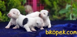 MASKELİ JACK RUSSELL TERRİER YAVRUSU 3
