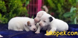 MASKELİ JACK RUSSELL TERRİER YAVRUSU 2