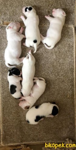 Jack Russell Yavrular 2