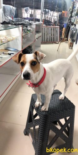 Jack Russell Yavrular 3